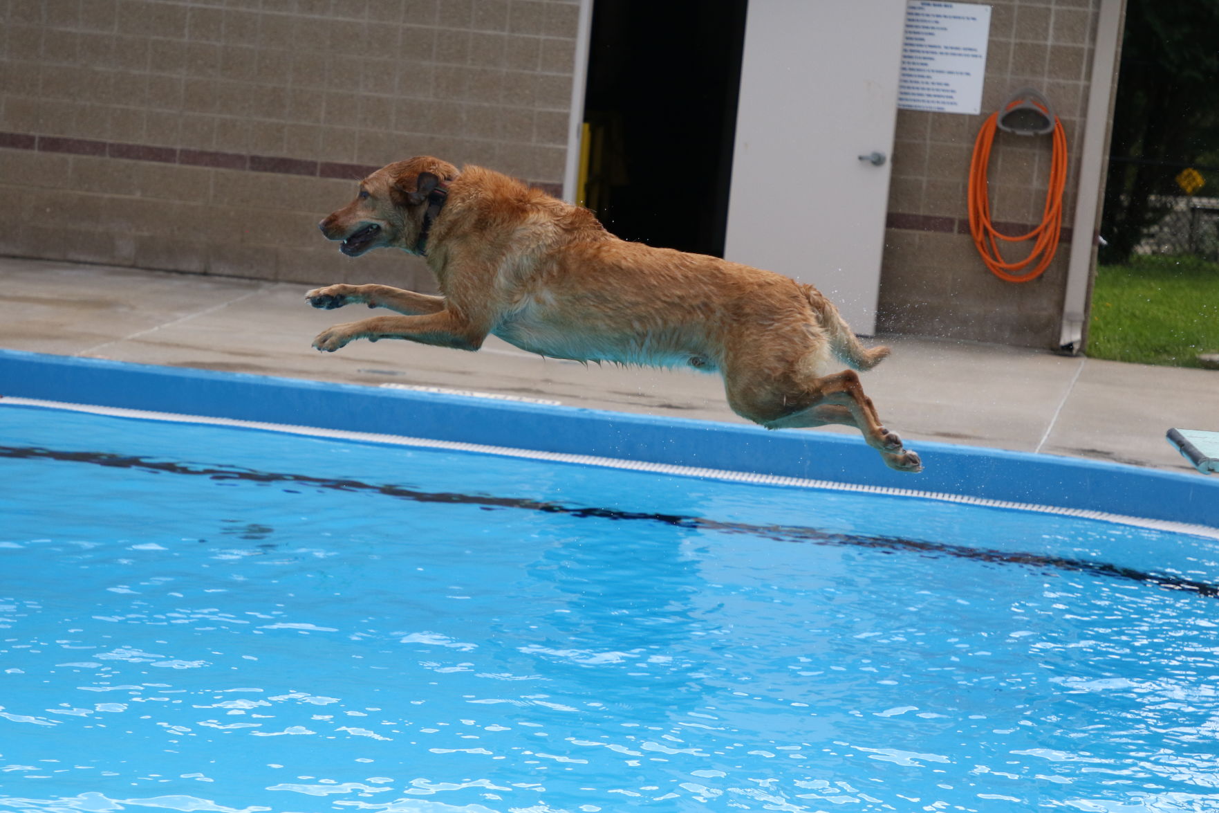 Dogs at the pool (35).JPG